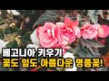 [베고니아 키우기] 꽃도 잎도 아름다운 화단용 명품 꽃! 개화시기부터 삽목 번식, 재배법까지 완전정리