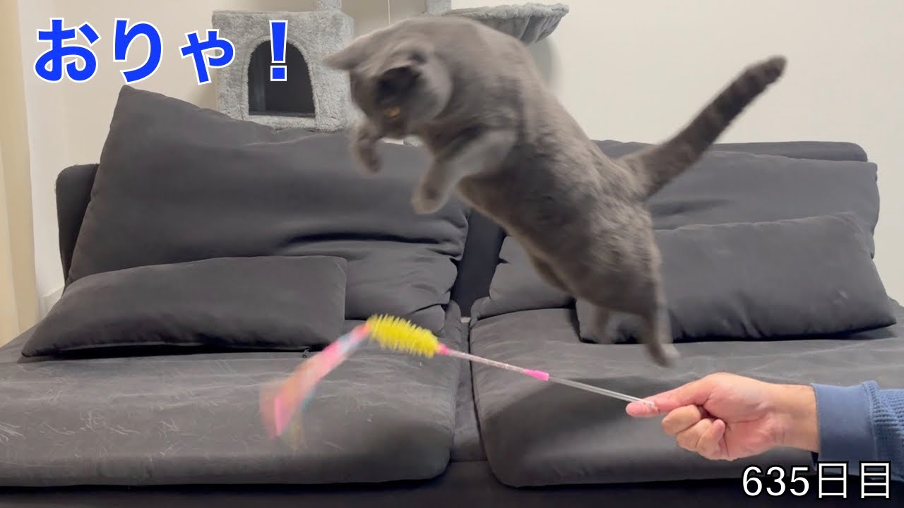 【スコ猫トト君】今日はクリスマス！豪華な食事とプレゼント！！トト君は喜んでくれるのか！？