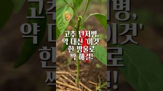 고추 탄저병? 우유 한 방울이면 초간단 예방 끝! #텃밭꿀팁 #고추키우기 #탄저병예방
