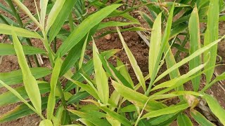 ಶುಂಠಿ ಬೆಳ್ಳಗಾಗ್ತಿದೆ ಏನ್ ಮಾಡೋದು? (Iron chlorosis in Ginger - Dr Harish B S)