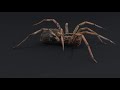 Wolf Spider--Rig Animation