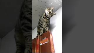 Cat Cut Şak Şuk Mi̇nnak 2
