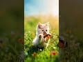 kitten playing in a unique way #animals #cat #catlover#cute #pets#petlover#shortvideo #shorts#love