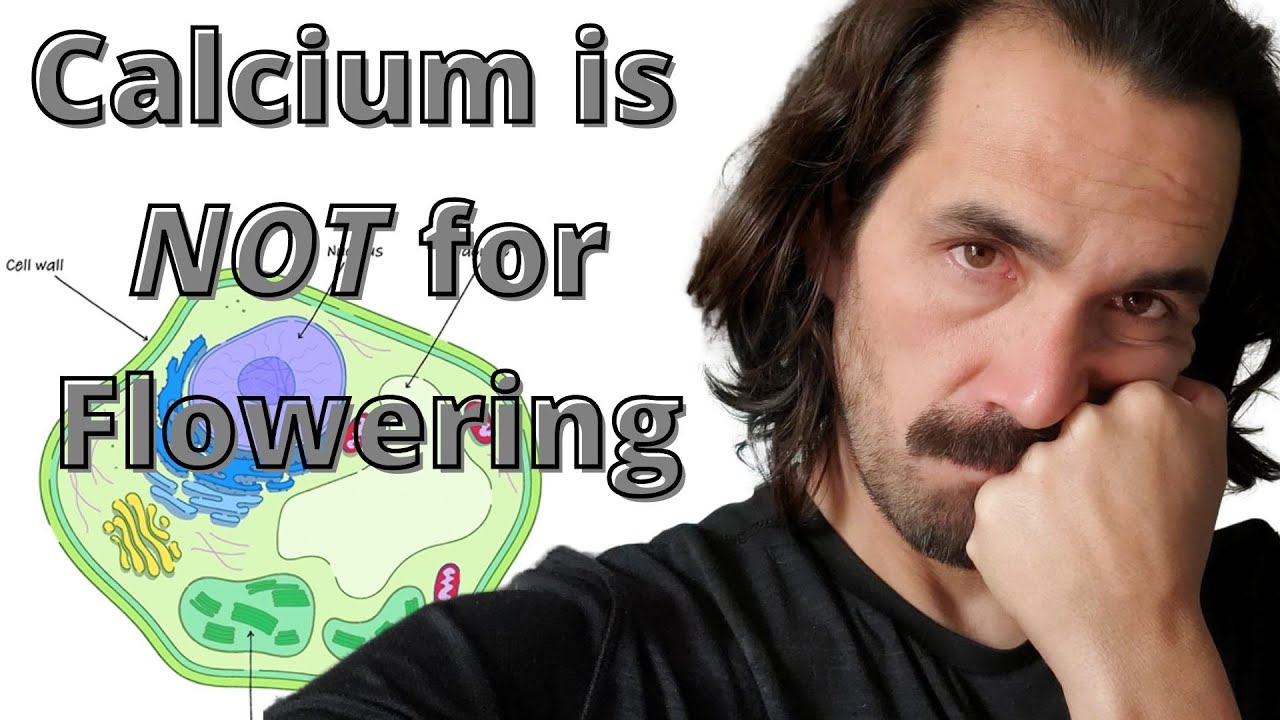 Полезен ли кальций для стадии плодоношения