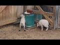 Три ягненка карликовых овец уэссан появились на свет в Московском зоопарке