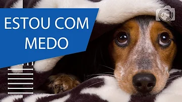 Como o cachorro demonstra medo?