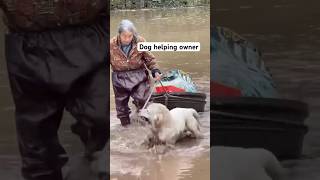Dogs Helping their Owner like Legend  #helper #doglove