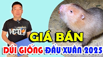 CẬP NHẬT GIÁ BÁN DÚI GIỐNG ĐẦU XUÂN NĂM 2025 | CHĂN NUÔI VIỆT