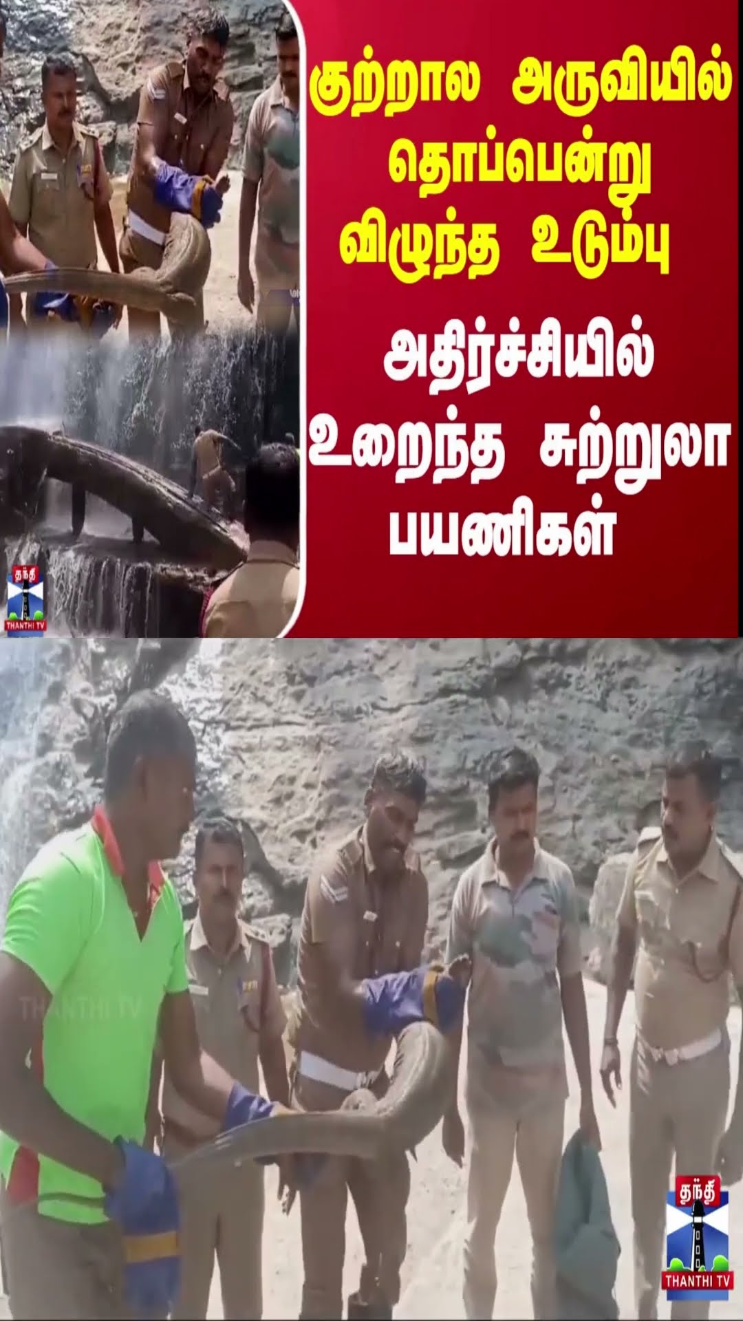 குற்றால அருவியில் தொப்பென்று விழுந்த உடும்பு... அதிர்ச்சியில் உறைந்த சுற்றுலா பயணிகள்...
