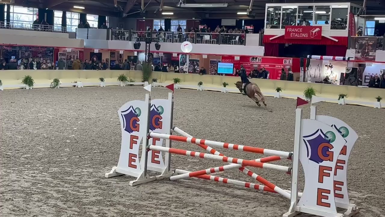 Goldwyn d'Embets Lays étalons Présentation montée Salon étalons St Lo 2025