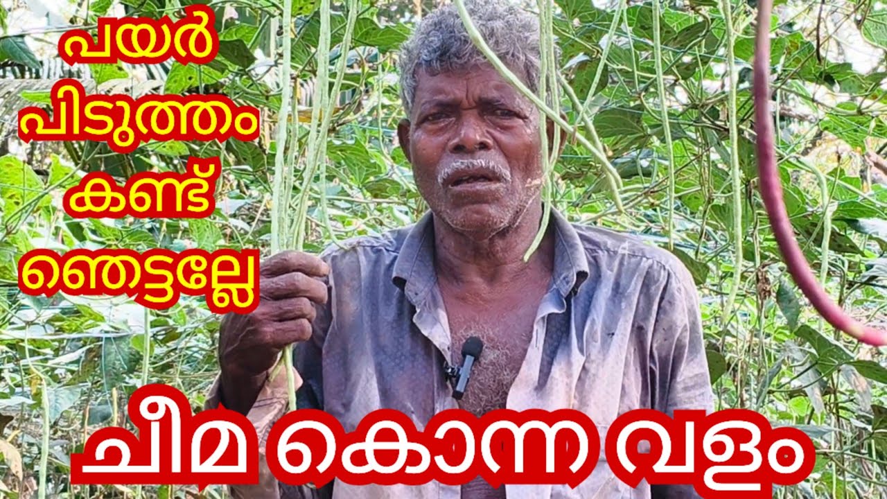 ചീമ കൊന്ന തീട്ട പെരുമരം പയറിന് ഏറ്റവും നല്ല വളം |payarkrishi malayalam 