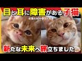 【神戸保護猫】目と耳に障害がある子猫が新たな未来へ旅立ちました