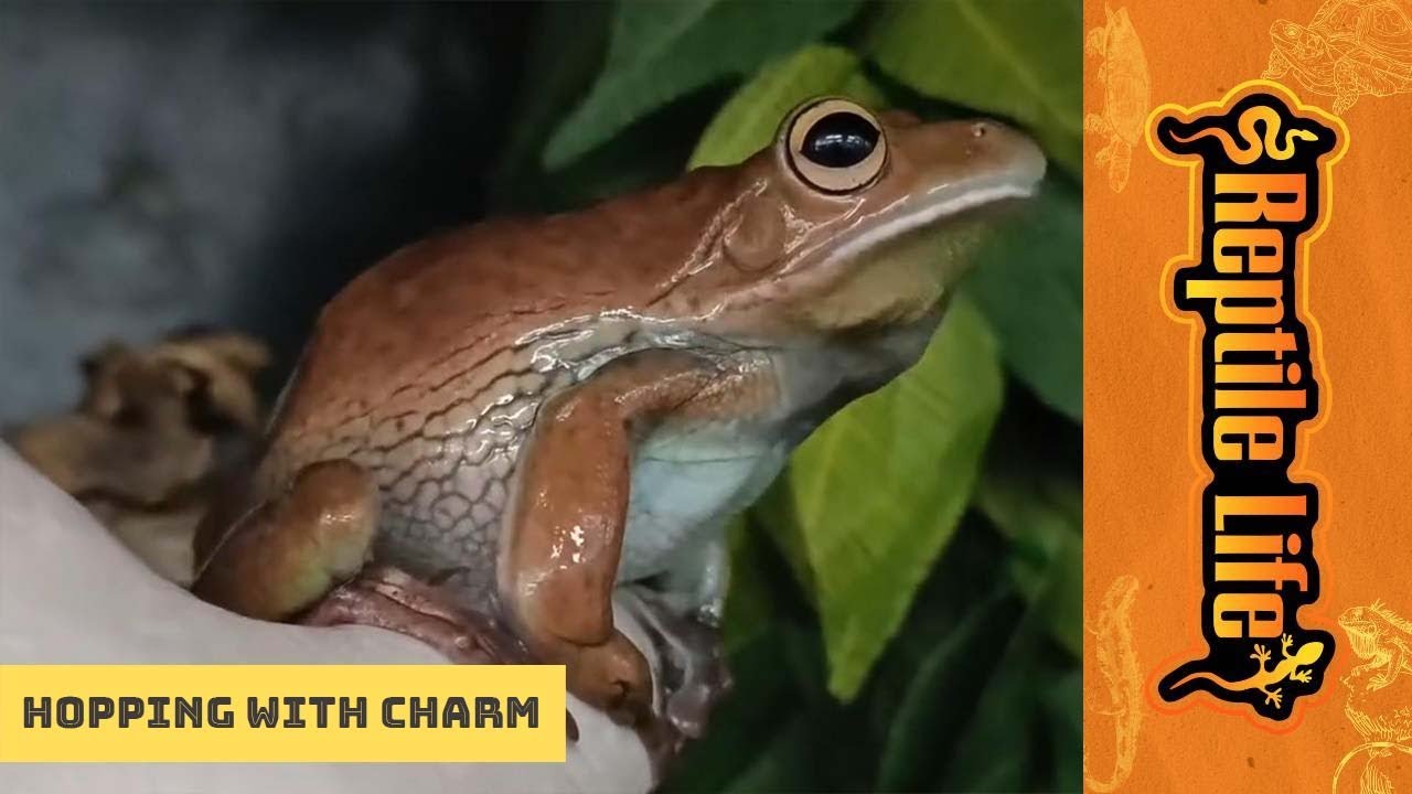 Giant Tree Frogs | Reptile Life Ferntree Gully