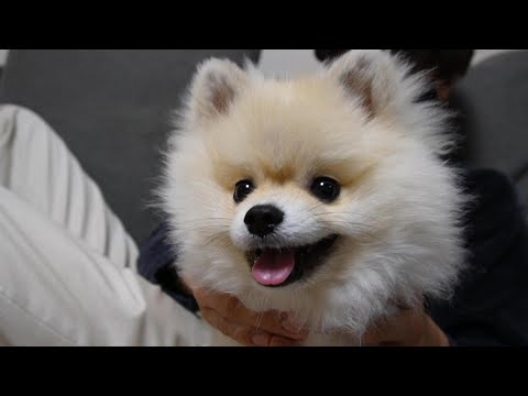 世界一可愛いポメラニアンと過ごす至福の時間 - YouTube