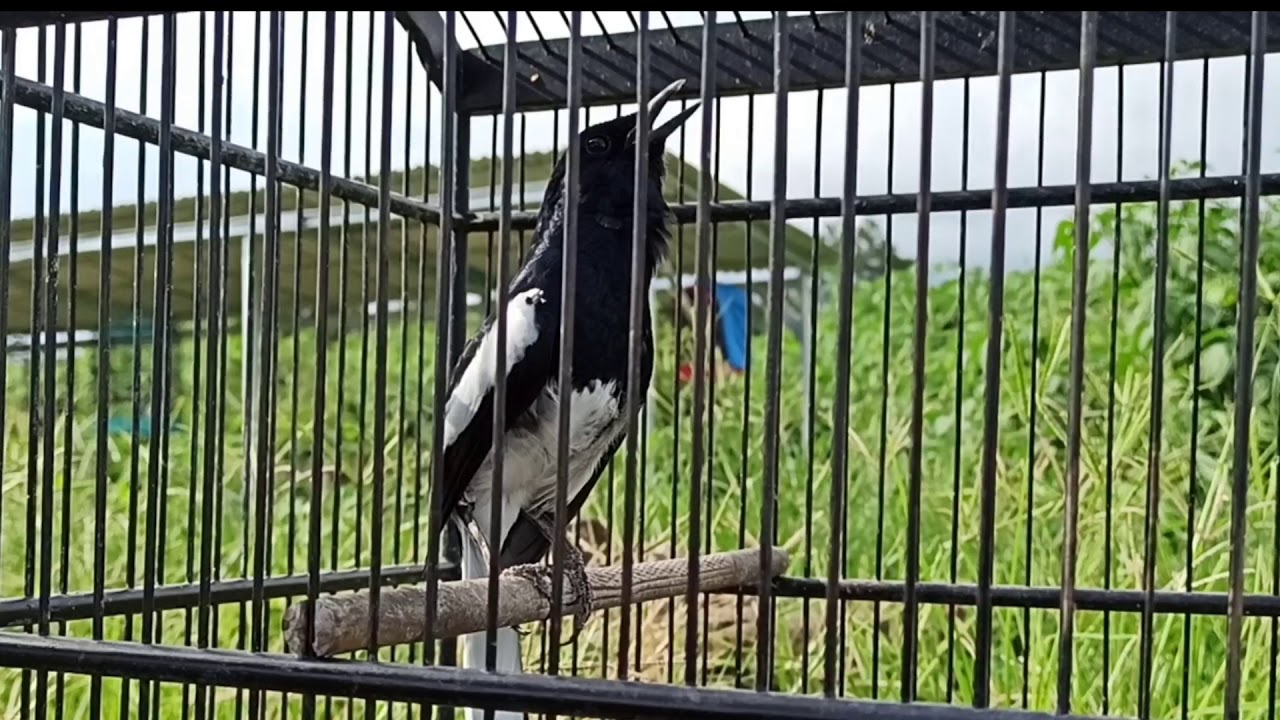 BURUNG KACER - BURUNG KACER GACOR - BURUNG DUDUK || NGOBRA - PANCINGAN