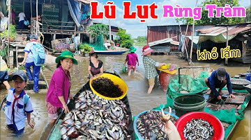 mùa nước nổi 2025 về rừng tràm cảnh sống chung với lũ trúng mùa cá linh khủng 