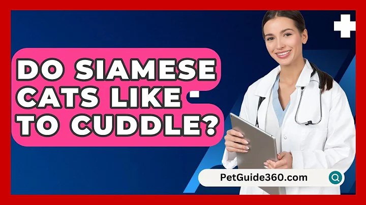Do Siamese Cats Like To Cuddle? - PetGuide360.com