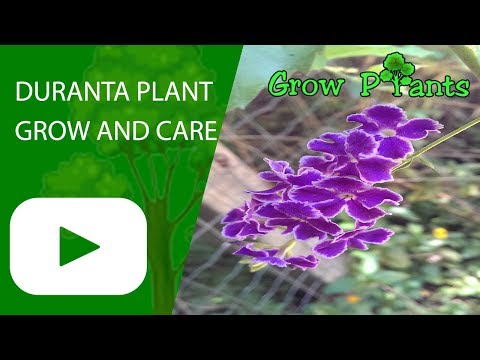 Duranta plant - How to grow (Golden Dewdrop)