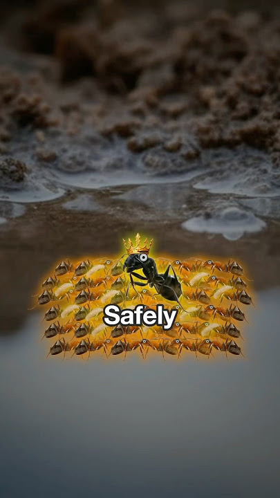 These Animals Protect Their Queen in TERRIFYING Ways