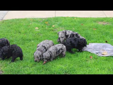 keystone puppies cockapoo