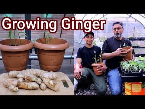 How To Grow