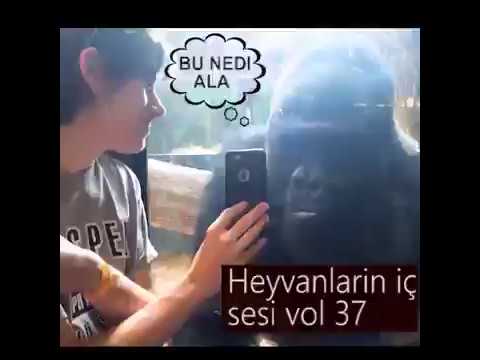 HARUN MEMMEDOV | HEYVANLARIN İÇ SESİ | YENİ