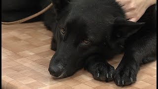 Специалисты рассказали, как югорчанам обезопасить собак от обморожения Специалисты рассказали, как югорчанам обезопасить собак от обморожения