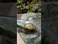 Hand Made XL Crocodile Labradorite Carving x 1 From Tulear, Madagascar
