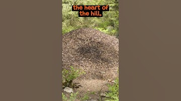 The Busy Life Inside an Ant Hill | The Wild Animal Facts