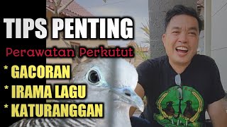 bagaimana membiarkan kura-kura rajin dan kura-kura mistik