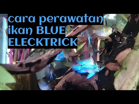 Cara perawatan ikan BLU ELEKTRIK RAMIREZI untuk pemula 