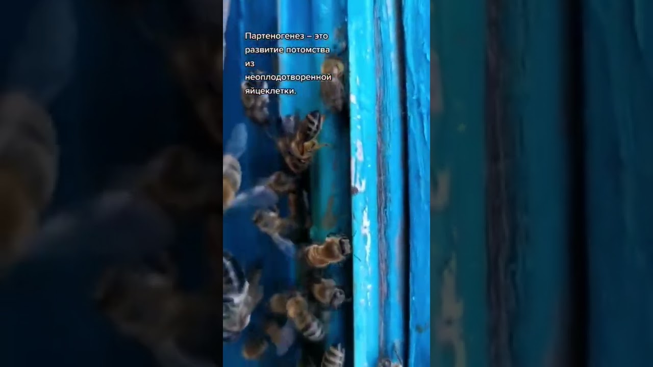 Что такое партеногенез?