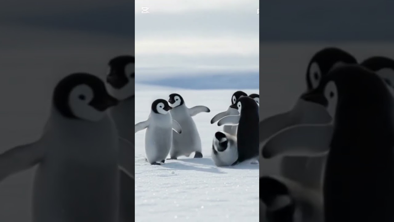 Baby Penguins Playing in the Snow 