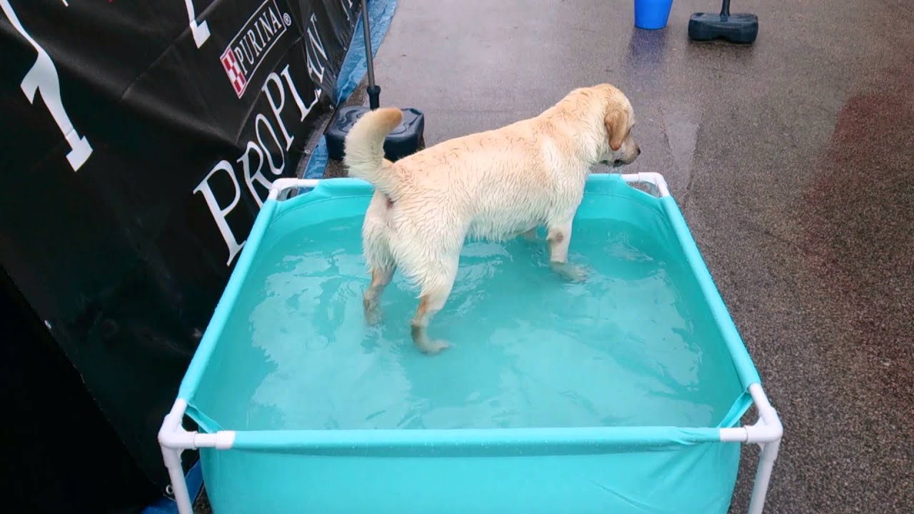 pool for labrador