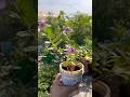 Flowers grown in Old used container🏡🌿🌸 #stressrelief #relaxing #gardening #garden