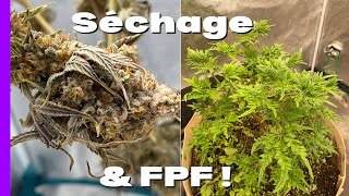 JDB#200: Séchage et Frosty's Purple Freak !