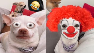 Angry Chihuahua & Funny Dog  That Will Make Your Day Better #2