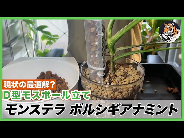Monstera] After much deliberation, I planted the finest Borsigiana