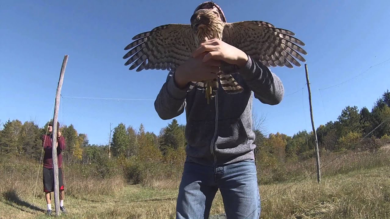 Cooper's Hawk banding in Wisconsin (October 2014) YouTube