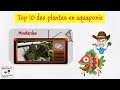  top 10 des plantes pour laquaponie