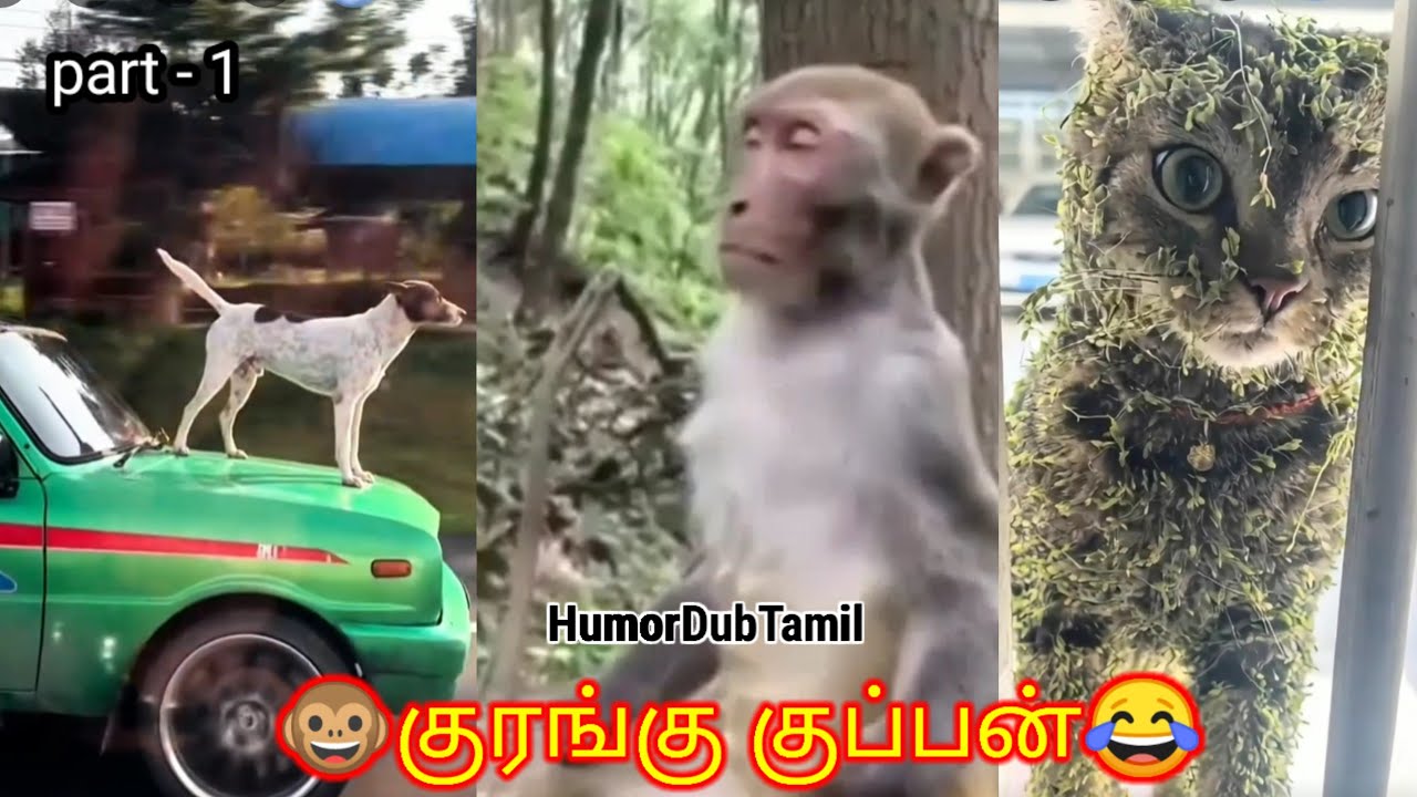 குரங்கு குப்பன் | humordubtamil | part -1 | funny animal videos tamil | animal dubbed funny video