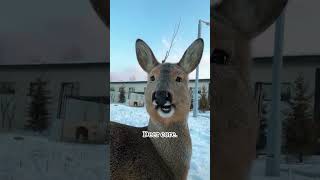 Deer Core Credit To Funnypets722 On Tiktok