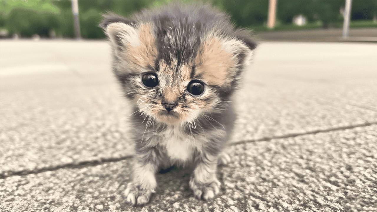 Отчаянный, голодный котёнок шёл за мной — он выбрал меня как последнюю надежду