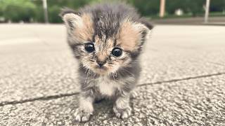 Desperate, Starving Tiny Kitten Followed Me—he Chose Me as His Last Hope