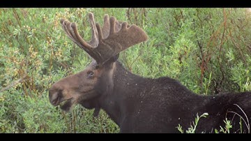 Colorado State University Mountain Campus Fly-Through