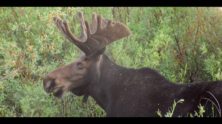 Colorado State University Mountain Campus Fly-Through