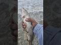 surf fishing California corbina