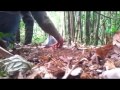 WOW!! Ternyata begini cara Berburu Murai Batu