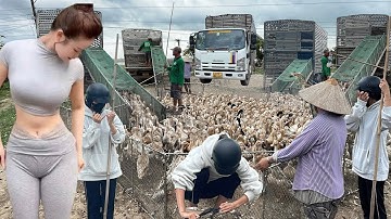 Full Video:Journey of 100 Women Transporting Migratory Ducks 200km by Truck to Find New Food Sources