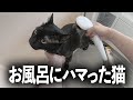 【保護猫】お風呂にハマった猫がこちらですｗｗ